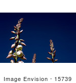 #15739 Picture Of Yucca Flowers Against A Dark Blue Sky