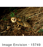 #15749 Picture Of A Barn Owl (Tyto Alba)