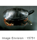 #15751 Picture Of A Plymouth Red-Bellied Turtle (Pseudemys Rubriventris Bangsi)