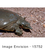 #15752 Picture Of A Texas Spiny Softshell Turtle (Apalone Spinifera Emoryi)