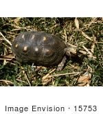 #15753 Picture Of A Tortoise