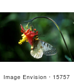 #15757 Picture Of A Parnassian Butterfly (Parnassius Apollo) On A Columbine Flower