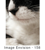 #158 Photo Of A Tuxedo Cat