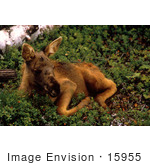 #15955 Picture Of A Moose Calf