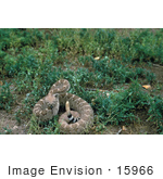 #15966 Picture Of A Western Diamondback Rattlesnake (Crotalus Atrox)