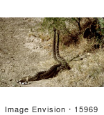 #15969 Picture of Rattlesnakes Mating by JVPD