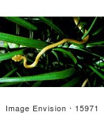 #15971 Picture Of A Brown Tree Snake (Boiga Irregularis)