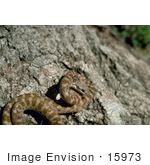 #15973 Picture Of A Night Snake (Hypsiglena Torquata)