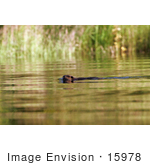 #15978 Picture Of A Swimming Beaver
