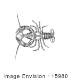 #15980 Picture Of An American Lobster (Homarus Americanus) Illustration