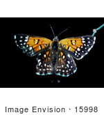 #15998 Picture Of Lange’S Metalmark Butterfly