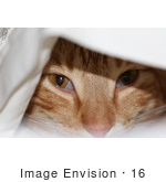#16 Photography Of An Orange Cat Under A Sheet