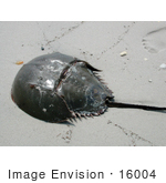 #16004 Picture Of A Horseshoe Crab (Limulus Polpyhemus) On A Beach