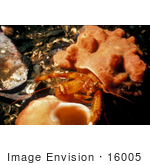 #16005 Picture Of A Hermit Crab (Pagurus Impressus)