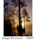 #16007 Picture Of A Beautiful Foggy Morning Sunrise Silhouetting Trees Okefenokee National Wildlife Refuge