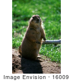 #16009 Picture Of A Prairie Dog Standing Alert