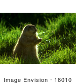 #16010 Picture Of A Prairie Dog Eating Grass