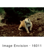 #16011 Picture Of A Prairie Dog