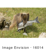 #16014 Picture Of An Arctic Fox (Alopex Lagopus) Carrying A Fish