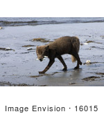 #16015 Picture Of An Arctic Fox (Alopex Lagopus)