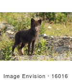 #16016 Picture Of An Arctic Fox (Alopex Lagopus)