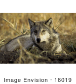 #16019 Picture Of A Gray Wolf At Agassiz National Wildlife Refuge