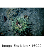 #16022 Picture Of A Green Sea Anemone Alaska