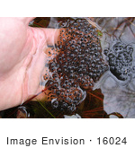 #16024 Picture Of Frog Spawn
