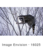 #16025 Picture Of A Common Raccoon (Procyon Lotor)