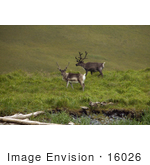 #16026 Picture Of Two Reindeer At Atka Island