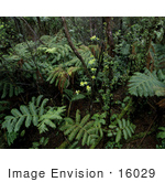 #16029 Picture Of Tropical Plants Hakalau Forest National Wildlife Refuge Hilo Hawaii