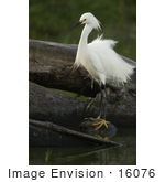 #16076 Picture Of A Snowy Egret (Egretta Thula)