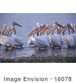 #16078 Picture Of A Group Of American White Pelicans (Pelecanus Erythrorhynchos)