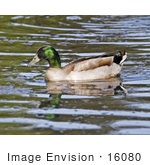 #16080 Picture Of A Male Mallard Hybrid Duck