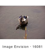 #16081 Picture Of A Mallard Hen Duck