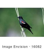 #16082 Picture Of A Tricolored Blackbird (Agelaius Tricolor)