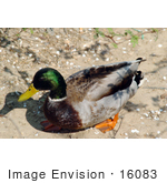 #16083 Picture Of A Mallard Duck Drake