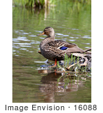 #16088 Picture Of A Mallard Duck Hen At Westchester Lagoon