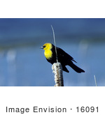 #16091 Picture Of A Yellow-Headed Blackbird (Xanthocephalus Xanthocephalus)