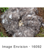 #16092 Picture Of A Numbered Egg In A Brent Goose Nest