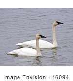 #16094 Picture Of A Trumpeter Swan Pair