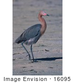 #16095 Picture Of A Reddish Egret (Egretta Rufescens)