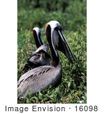 #16098 Picture Of Brown Pelicans (Pelecanus Occidentalis)