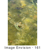 #161 Photograph Of A Frog In A Pond
