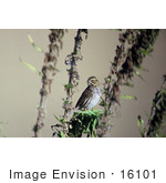 #16101 Picture Of A Savannah Sparrow (Passerculus Sandwichensis)