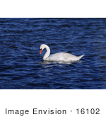 #16102 Picture Of A Mute Swan (Cygnus Olor)
