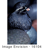#16104 Picture Of A Whiskered Auklet (Aethia Pygmaea)