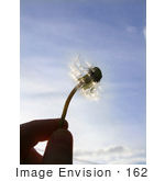 #162 Photograph Of A Hand Holding A Wishy Blow Against A Blue Sky