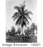 #16221 Picture Of A Coconut Palm Tree Grove In Jamaica