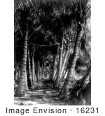 #16231 Picture Of A Coconut Palm Tree Avenue In Florida